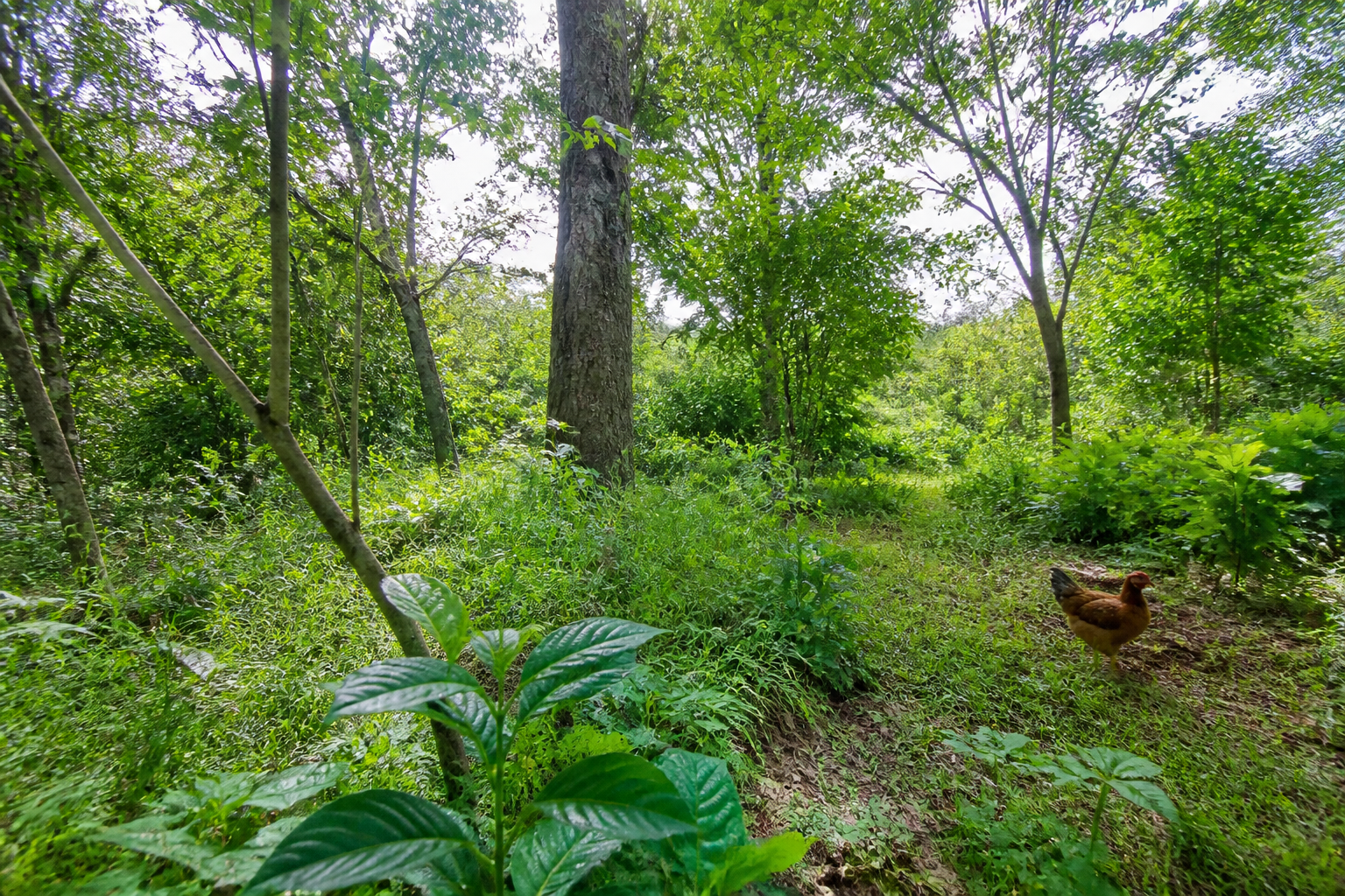 Dieren en Biodiversiteit