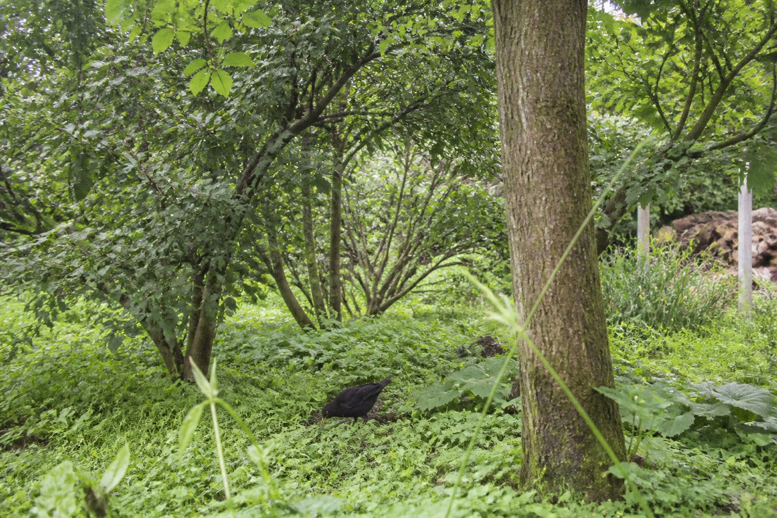 Fauna in het Voedselbos