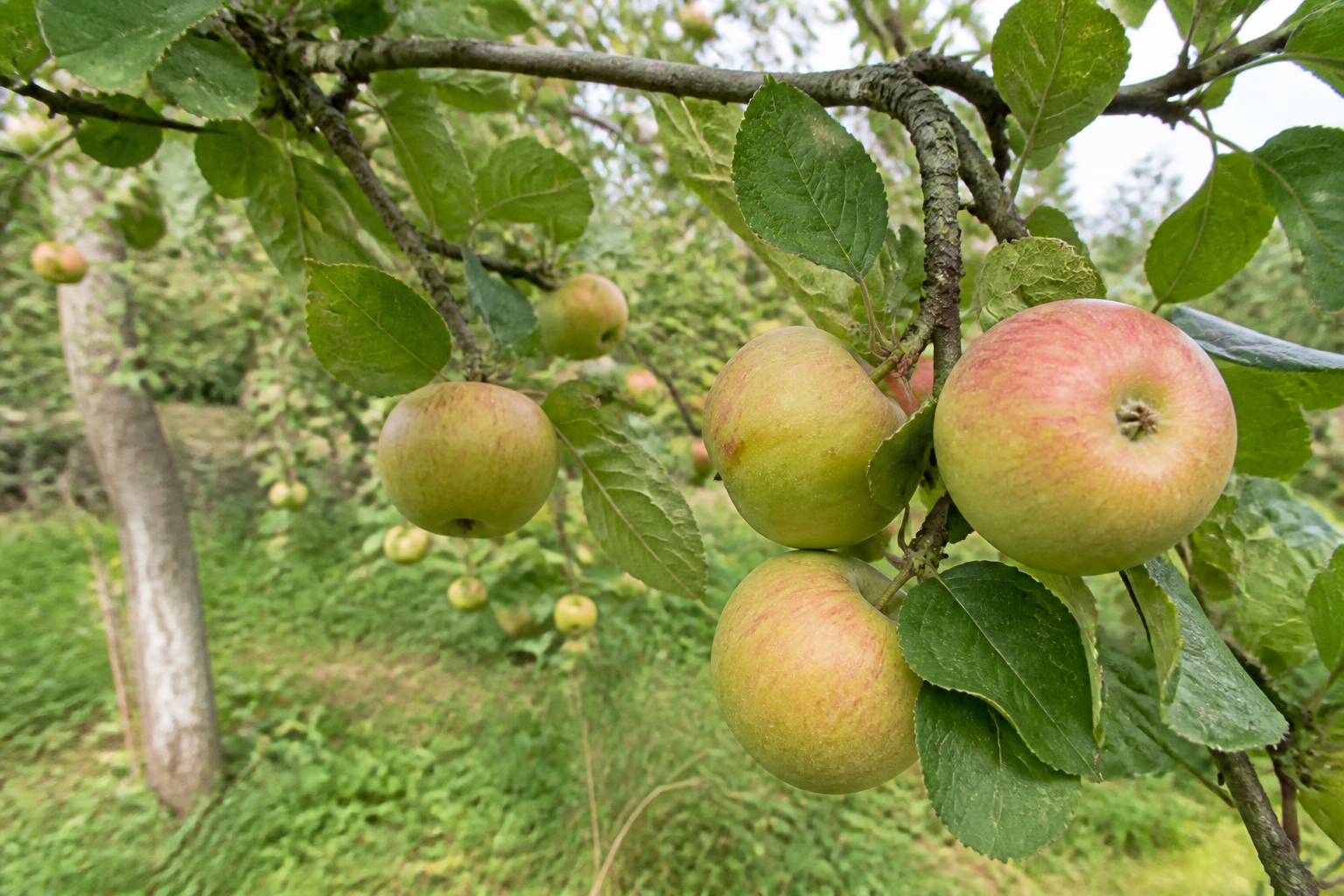 Fruitbomen en Oude Rassen